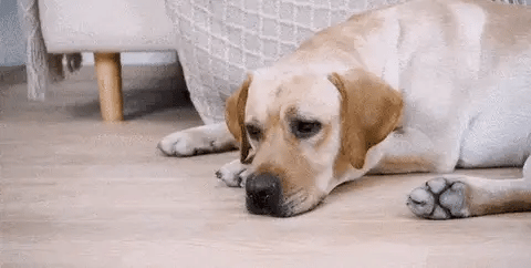 Ballon pour chiens